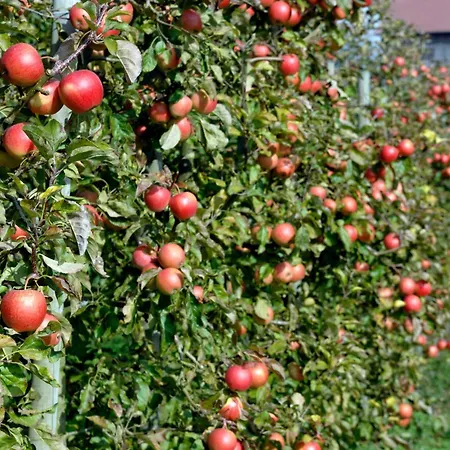 Lägenhet Baumanns Am